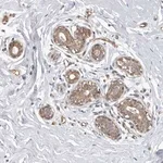 Merck Anti-SERTAD4 antibody produced in rabbit
