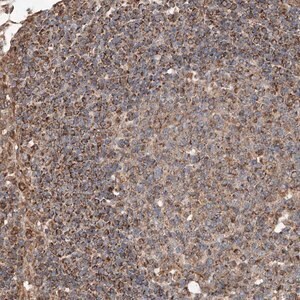 Merck Anti-AP4B1 antibody produced in rabbit