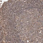 Merck Anti-AP4B1 antibody produced in rabbit