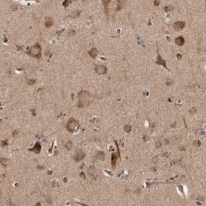 Merck Anti-LUZP1 antibody produced in rabbit