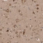 Merck Anti-LUZP1 antibody produced in rabbit