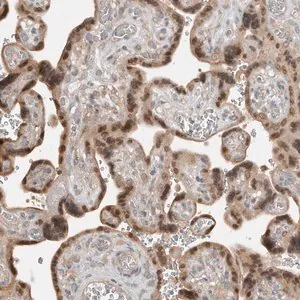 Merck Anti-TEAD3 antibody produced in rabbit