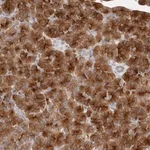Merck Anti-FAM129A antibody produced in rabbit