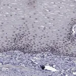 Merck Anti-NVL antibody produced in rabbit