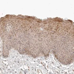 Merck Anti-TUFT1 antibody produced in rabbit