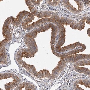 Merck Anti-BAD antibody produced in rabbit