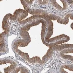 Merck Anti-BAD antibody produced in rabbit