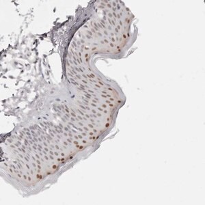 Merck Anti-CASZ1 antibody produced in rabbit