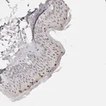 Merck Anti-CASZ1 antibody produced in rabbit