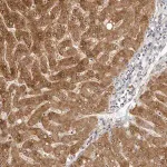 Merck Anti-FDPS antibody produced in rabbit