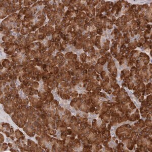 Merck Anti-ARHGEF10L antibody produced in rabbit