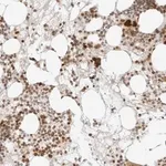 Merck Anti-ZNF407 antibody produced in rabbit