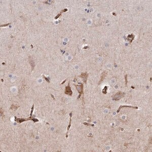 Merck Anti-SEMA3E antibody produced in rabbit