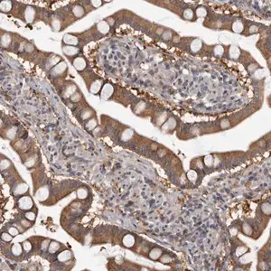 Merck Anti-FGFR4 antibody produced in rabbit