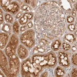 Merck Anti-PKIB antibody produced in rabbit