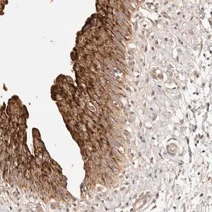 Merck Anti-CCL14 antibody produced in rabbit