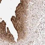 Merck Anti-CCL14 antibody produced in rabbit