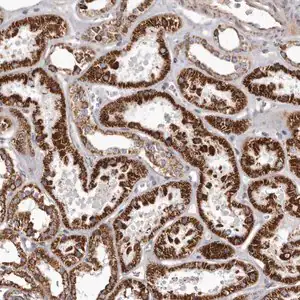Merck Anti-CHRM2 antibody produced in rabbit