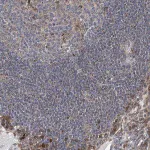 Merck Anti-GPR132 antibody produced in rabbit