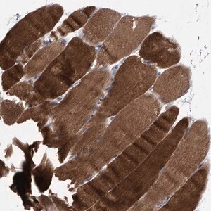 Merck Anti-MAP4K3 antibody produced in rabbit