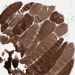 Merck Anti-MAP4K3 antibody produced in rabbit