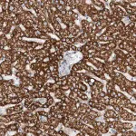 Merck Anti-TAS2R60 antibody produced in rabbit