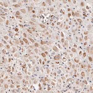 Merck Anti-SCUBE2 antibody produced in rabbit