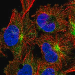 Merck Anti-TRIM46 antibody produced in rabbit
