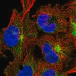 Merck Anti-TRIM46 antibody produced in rabbit