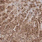 Merck Anti-SLC35D3 antibody produced in rabbit