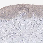 Merck Anti-UFL1 antibody produced in rabbit