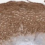 Merck Anti-SYTL3 antibody produced in rabbit