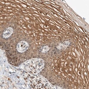 Merck Anti-SYTL3 antibody produced in rabbit