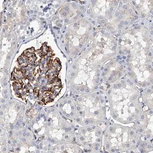 Merck Anti-KIRREL antibody produced in rabbit