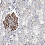Merck Anti-KIRREL antibody produced in rabbit