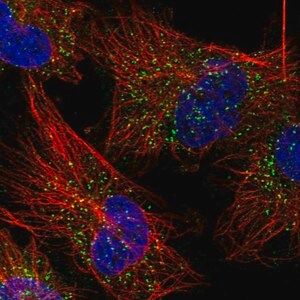 Merck Anti-GYG1 antibody produced in rabbit