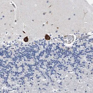 Merck Anti-TMEM63C antibody produced in rabbit