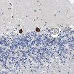 Merck Anti-TMEM63C antibody produced in rabbit