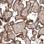 Merck Anti-JAG2 antibody produced in rabbit
