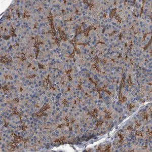 Merck Anti-ZNF343 antibody produced in rabbit