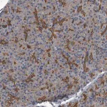 Merck Anti-ZNF343 antibody produced in rabbit