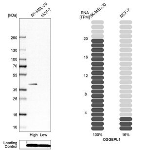 Merck Anti-OSGEPL1 antibody produced in rabbit