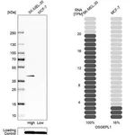 Merck Anti-OSGEPL1 antibody produced in rabbit