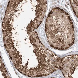 Merck Anti-VMP1 antibody produced in rabbit