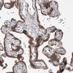 Merck Anti-HEATR6 antibody produced in rabbit