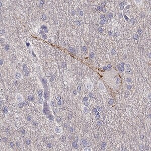 Merck Anti-NCAM2 antibody produced in rabbit