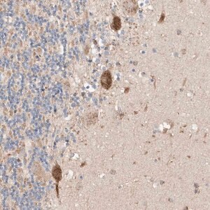 Merck Anti-MOSPD1 antibody produced in rabbit