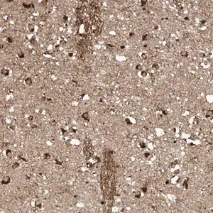 Merck Anti-TAGAP antibody produced in rabbit