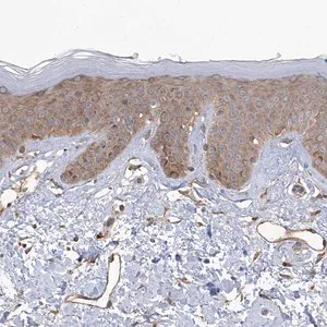 Merck Anti-KIAA1522 antibody produced in rabbit