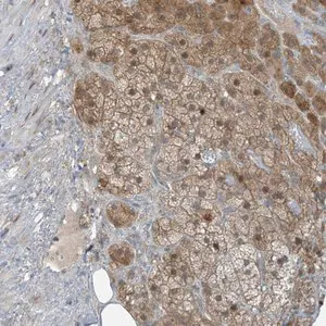 Merck Anti-PARVG antibody produced in rabbit